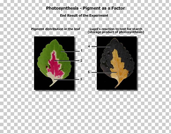 Pigment Biology