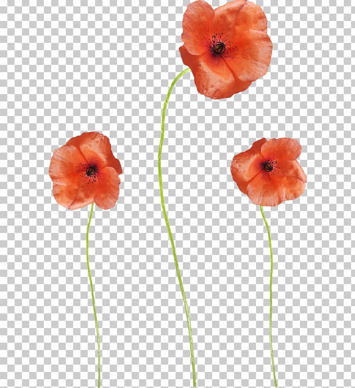Common Poppy Flower PNG, Clipart, Coquelicot, Designer, Euclidean Vector, Flower, Flower Bouquet Free PNG Download