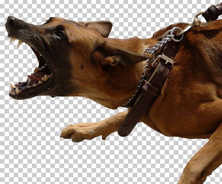 German Shepherd Dog Bite Biting Bark Leash PNG, Clipart, Aggression, Animal Bite, Bark, Behavior, Biting Free PNG Download