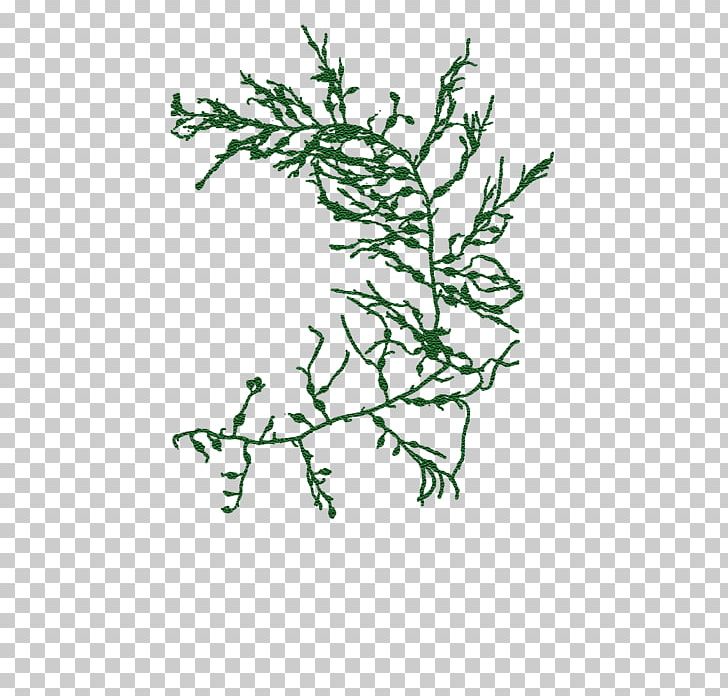 Twig Plant Stem Leaf Line Font PNG, Clipart,  Free PNG Download