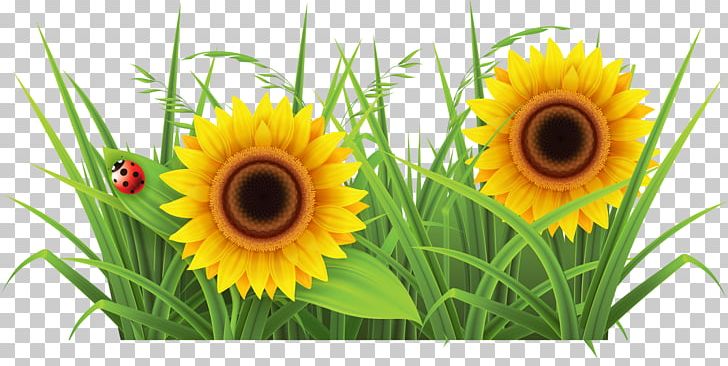 Weed Garden Lawn PNG, Clipart, Cannabis, Clip Art, Commodity, Computer Icons, Daisy Family Free PNG Download