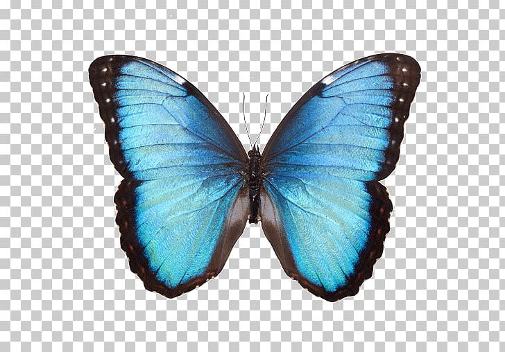 Butterfly Common Blue Morpho Stock Photography White Morpho PNG, Clipart, Arthropod, Blue, Brush Footed Butterfly, Butterflies And Moths, Butterfly Free PNG Download