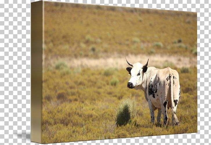 Cattle Kind Portrait Malcolm Bowling Art PNG, Clipart, Art, Artist, Baboons, Canvas, Cattle Free PNG Download