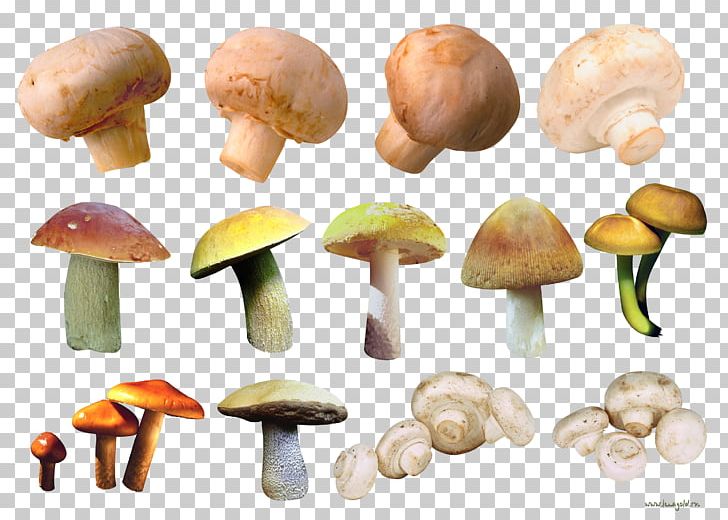 Common Mushroom Fungus Edible Mushroom Chanterelle PNG, Clipart, Abalone Mushrooms, Agaricaceae, Agaricomycetes, Agaricus, Bacteria Free PNG Download