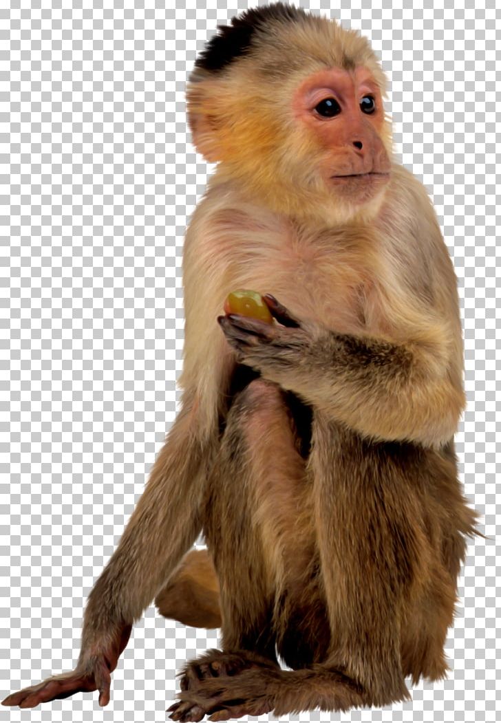 Baby Monkeys Macaque Primate PNG, Clipart, Animals, Baby, Baby Monkeys, Download, Encapsulated Postscript Free PNG Download