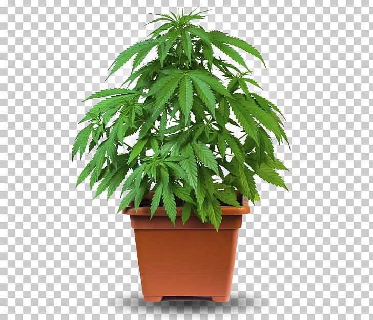 Cannabis Cultivation Medical Cannabis Hemp Grow Box PNG, Clipart, Cannabis, Cannabis Cultivation, Cannabis Smoking, Evergreen, Flowerpot Free PNG Download