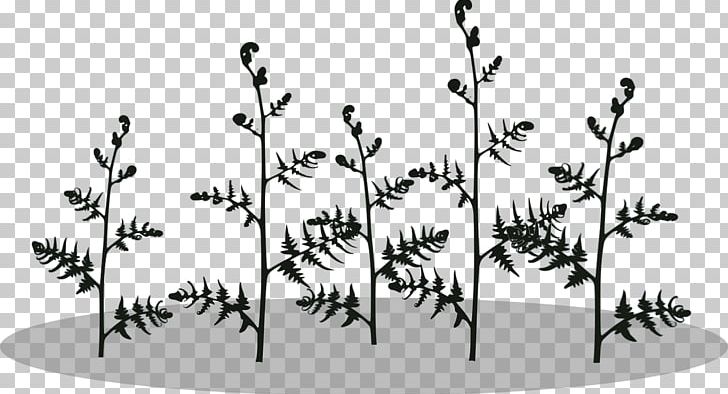 Fern Vascular Plant Plant Stem Leaf PNG, Clipart, Angle, Area, Black, Black And White, Branch Free PNG Download