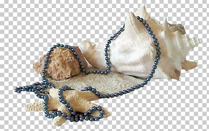 Mollusc Shell Seashell PNG, Clipart, Animals, Bivalvia, Carnivoran, Cartoon Starfish, Decorative Free PNG Download