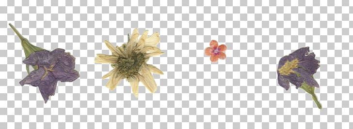 Pressed Flower Craft Paper PNG, Clipart, Common Daisy, Craft, Cut Flowers, Darling, Desktop Wallpaper Free PNG Download