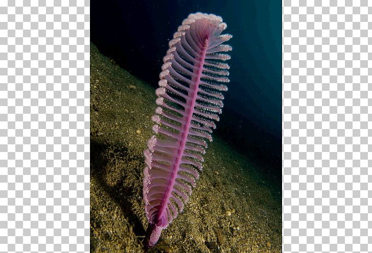 Sea Pen Flower Animal Deep Sea Creature PNG, Clipart, Animal, Biology, Blossom, Blue Glaucus, Coral Free PNG Download