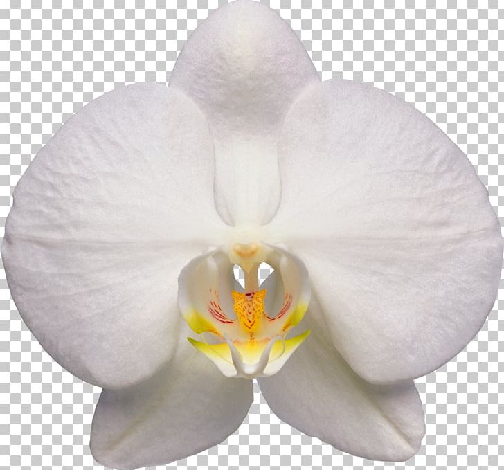 Waling-waling Moth Orchids Flower PNG, Clipart, Cattleya, Desktop Wallpaper, Flower, Flowering Plant, Moth Free PNG Download