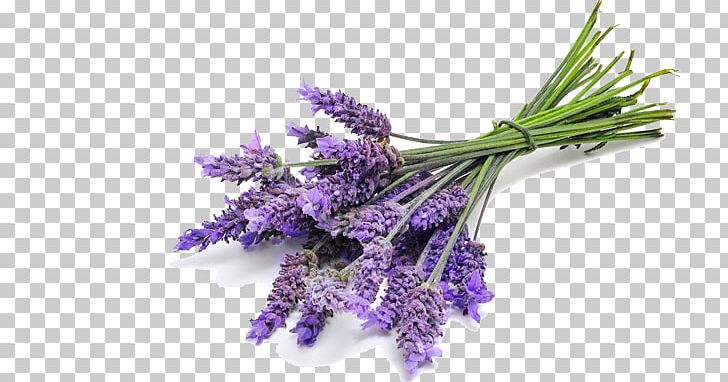 English Lavender Essential Oil Lavender Oil Lavandula Latifolia PNG, Clipart, Aroma Compound, Cajeput Oil, Cedar Oil, Cut Flowers, English Lavender Free PNG Download