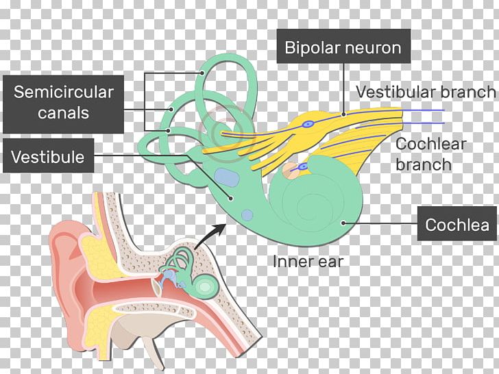 Vestibule Of The Ear Cochlea Bipolar Neuron Vestibular System PNG, Clipart, Angle, Diagram, Ear, Graphic Design, Hand Free PNG Download
