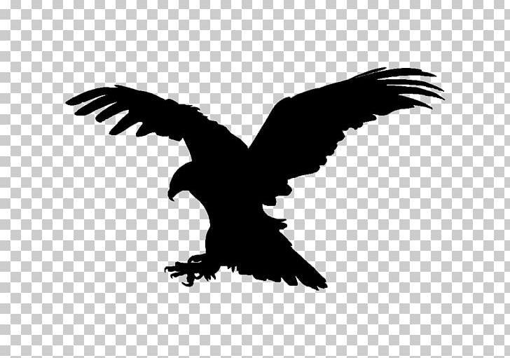 Bald Eagle Vulture Buzzard Beak PNG, Clipart, Accipitriformes, Animals, Bald Eagle, Beak, Bird Free PNG Download