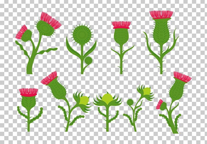 Flower Thistle Daisy Family Petal PNG, Clipart, Computer Icons, Daisy, Daisy Family, Drawing, Flower Free PNG Download