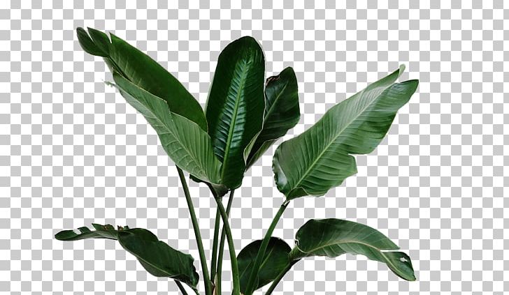 Houseplant Watering Can PNG, Clipart, Background Green, Banana, Bonsai, Data, Drip Irrigation Free PNG Download