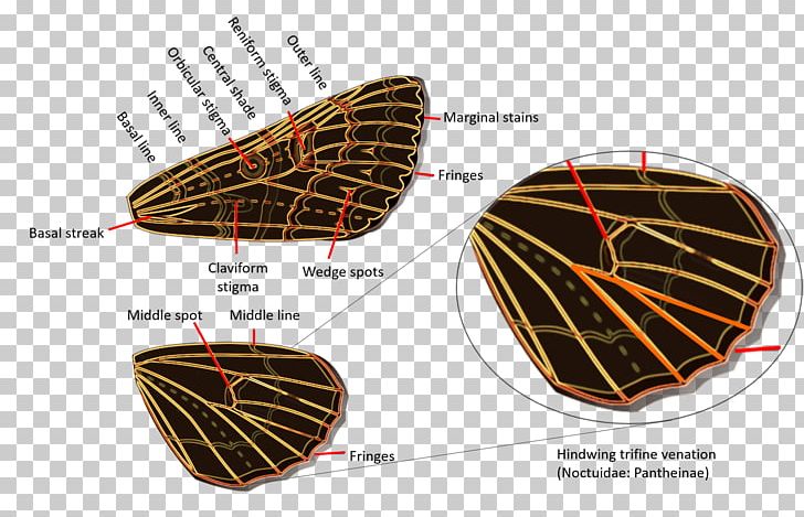 Owlet Moths Geometer Moths Caterpillar Tiger Moths Hedylidae PNG, Clipart, Butterflies And Moths, Butterfly, Caterpillar, Creative Wings Photos, Cutworm Free PNG Download