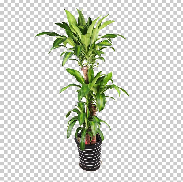 Plant Flowerpot Bonsai PNG, Clipart, Air, Background Green, Devils Ivy ...