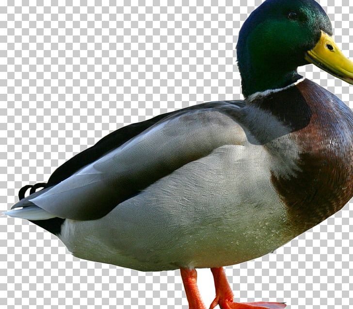 Duck Mallard Water Bird Mergini PNG, Clipart, Anatidae, Animal, Animals, Anseriformes, Beak Free PNG Download