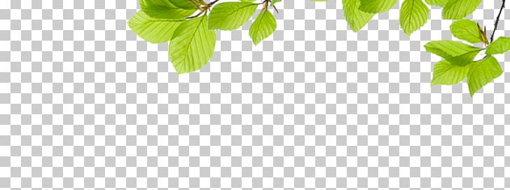 Green Leaf Pattern PNG, Clipart, Angle, Background Green, Branch, Child, Fall Leaves Free PNG Download