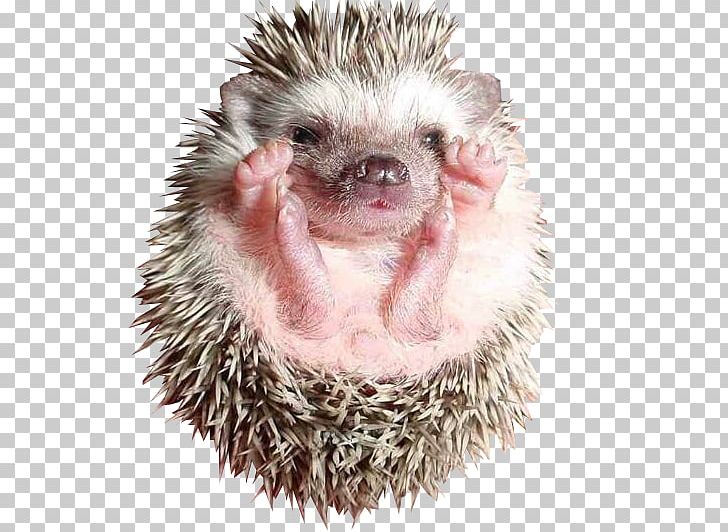 Hedgehog Pet Domestic Pig Dog Animal PNG, Clipart, Animal, Animals, Baby Hedgehogs, Computer Icons, Cuteness Free PNG Download
