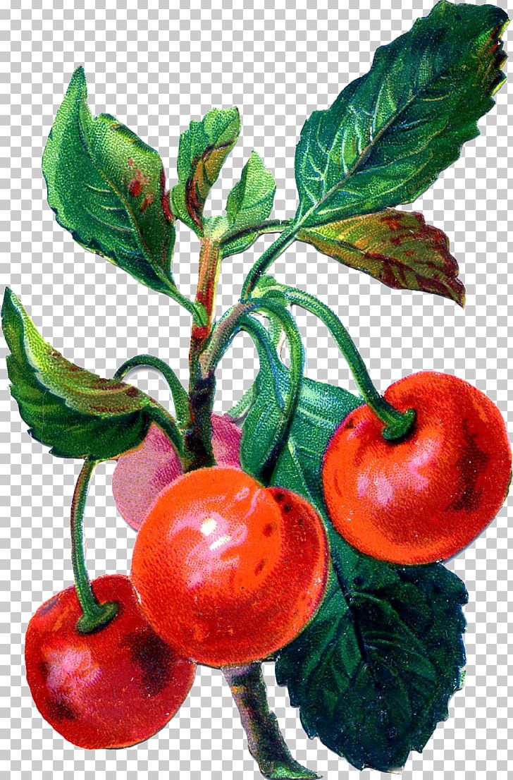 Barbados Cherry Fruit PNG, Clipart, Acerola, Acerola Family, Antique, Apple, Art Free PNG Download