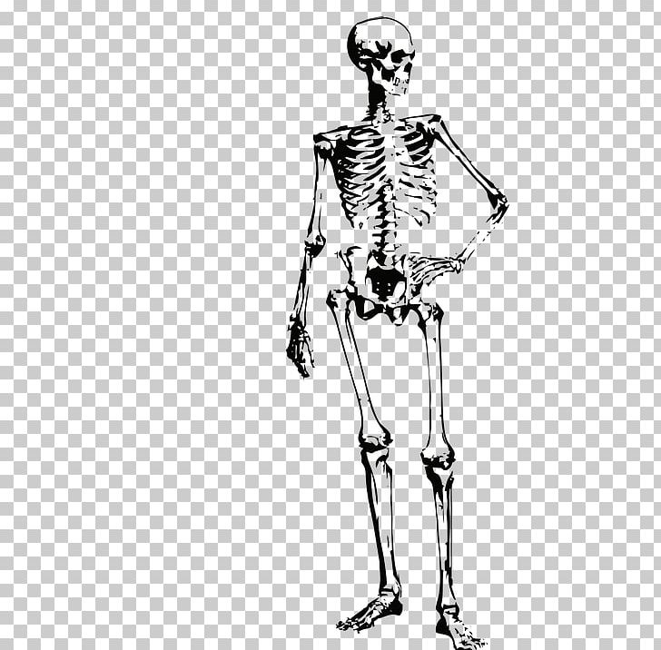 Human Skeleton Bone PNG, Clipart, Arm, Art, Black And White, Bone, Fashion Design Free PNG Download