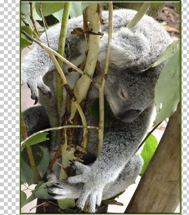 Koala New World Monkeys Fauna Terrestrial Animal PNG, Clipart, Animal, Animals, Cercopithecidae, Eastern Grey Kangaroo, Fauna Free PNG Download