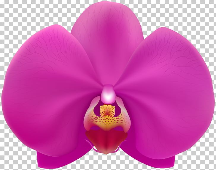 Moth Orchids Portable Network Graphics PNG, Clipart, Art Museum, Desktop Wallpaper, Download, Drawing, Flower Free PNG Download