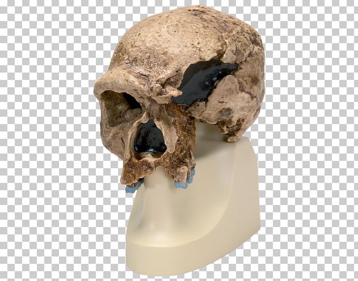 Neanderthal Chimpanzee Primate Homo Sapiens Skull PNG, Clipart, Anatomy, Bone, Brain, Chimpanzee, Cromagnon Free PNG Download