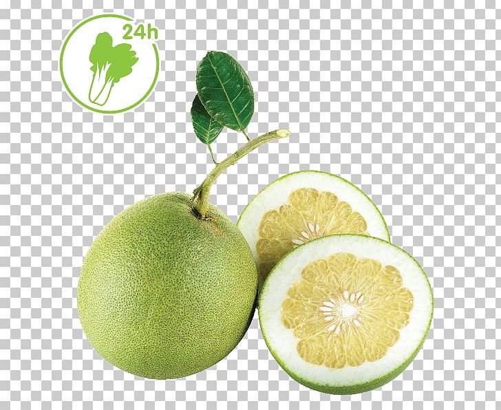 Persian Lime Grapefruit Key Lime Pomelo Citrus Junos PNG, Clipart, Background, Bitter Orange, Citric Acid, Citron, Citrus Free PNG Download