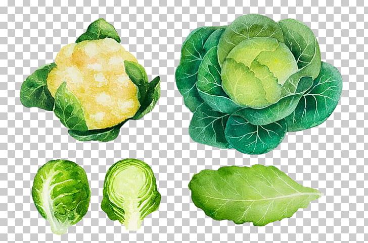 Brussels Sprout Cabbage Vegetable Watercolor Painting Logo PNG, Clipart, Cauliflower, Food, Free Stock Png, Hand Drawn, Leaf Vegetable Free PNG Download
