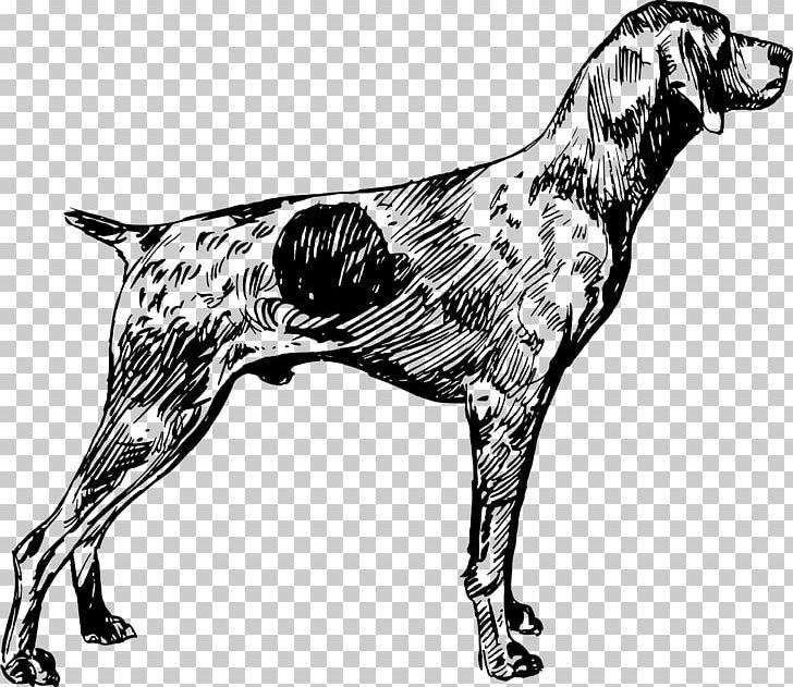 German Shorthaired Pointer German Wirehaired Pointer English Setter Vizsla PNG, Clipart, Animal, Black And White, Canidae, Carnivoran, Dog Free PNG Download