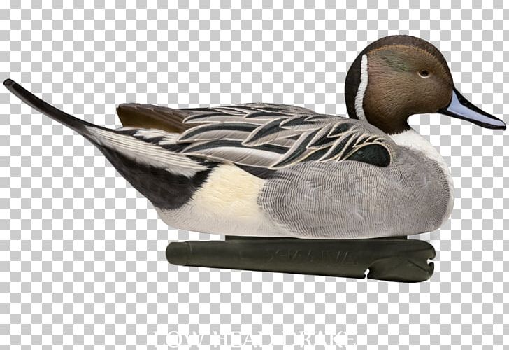 Mallard Duck Goose Northern Pintail Decoy PNG, Clipart,  Free PNG Download