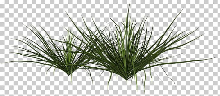 Shrub Grasses Plant Pampas Grass PNG, Clipart, Cari, Deviantart, Food Drinks, Grass, Grasses Free PNG Download