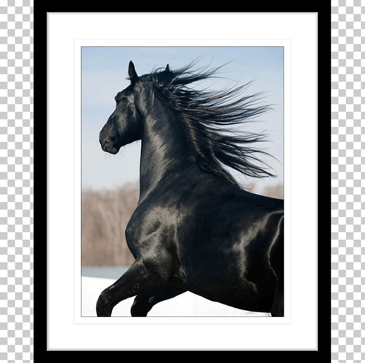 Stallion Mane Shire Horse Mustang Friesian Horse PNG, Clipart, Black, Bridle, Equestrian, Foal, Friesian Horse Free PNG Download