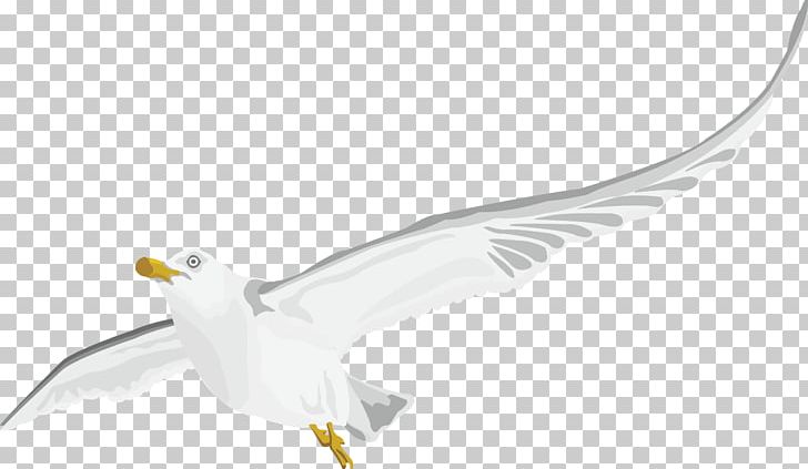 White PNG, Clipart, Adobe Illustrator, Animals, Bird, Christmas Decoration, Decor Free PNG Download