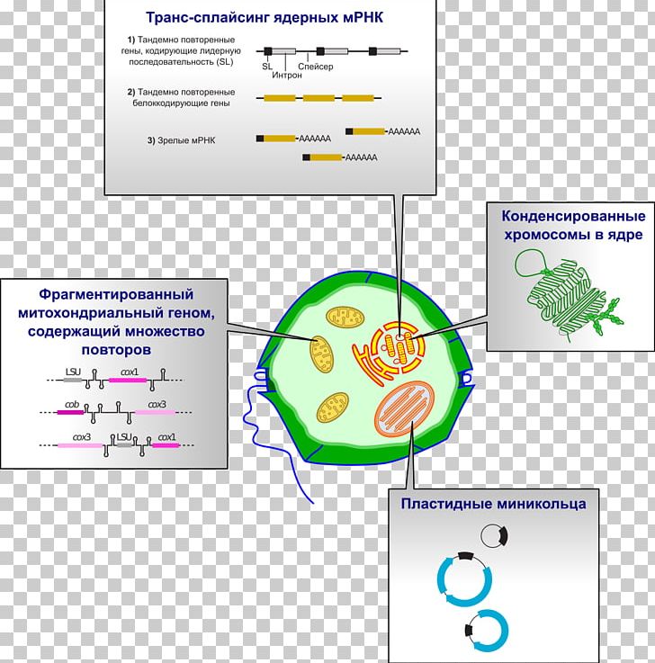 Dinoflagellates Genome Chloroplast Plastid Algae PNG, Clipart, Algae, Area, Brand, Chloroplast, Chromosome Free PNG Download