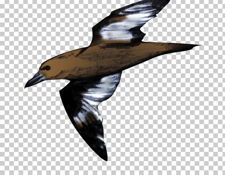 Eagle Seabird Wader Water Bird PNG, Clipart, Animals, Beak, Bird, Bird Of Prey, Charadriiformes Free PNG Download