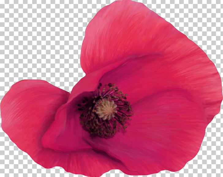 Flower Drawing PNG, Clipart, Color, Desktop Wallpaper, Digital Image, Display Resolution, Drawing Free PNG Download