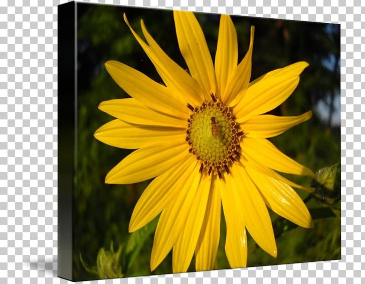 Sunflower M Wildflower PNG, Clipart, Daisy Family, Flora, Flower, Flower Bee, Flowering Plant Free PNG Download