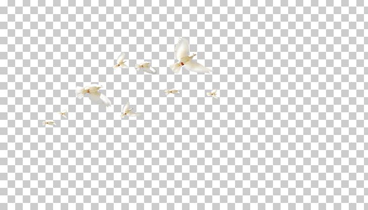 White Angle Pattern PNG, Clipart, Angle, Animals, Bird, Bird Cage, Bird Nest Free PNG Download