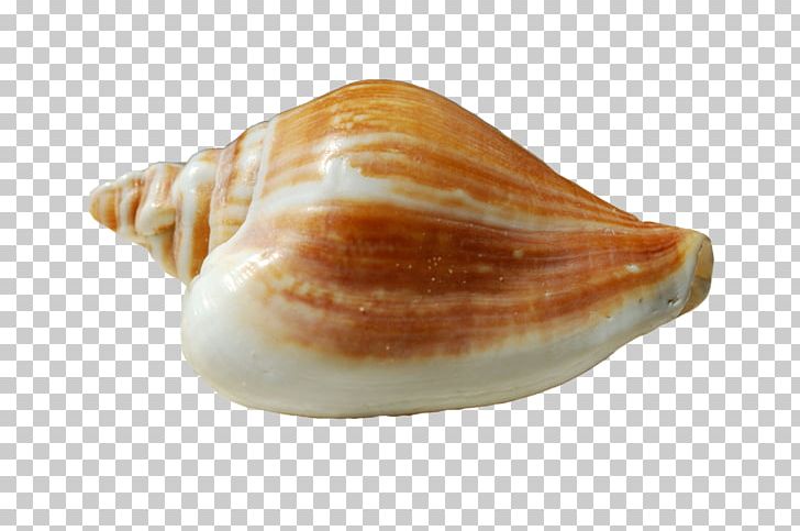 Conchology Shankha Seashell Sea Snail PNG, Clipart, Clams Oysters Mussels And Scallops, Conch, Conchology, Lymnaeidae, Molluscs Free PNG Download