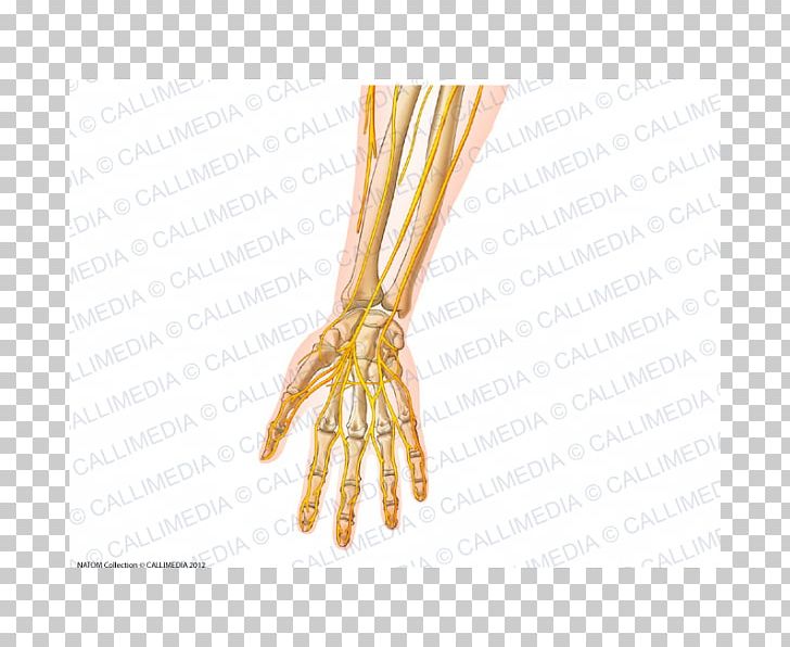 Forearm Nerve Peripheral Nervous System PNG, Clipart, Anatomy, Arm, Dermatome, Finger, Forearm Free PNG Download