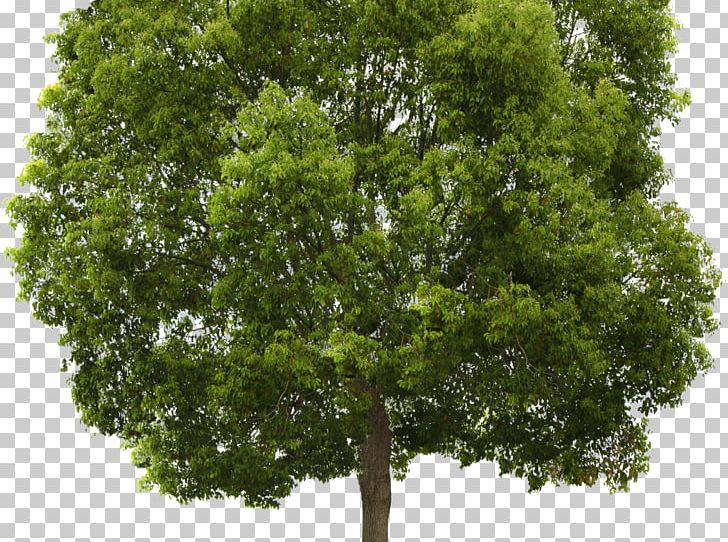 Transparency Portable Network Graphics Tree Populus Nigra PNG, Clipart, Bonsai, Branch, Computer Icons, Cottonwood, Desktop Wallpaper Free PNG Download