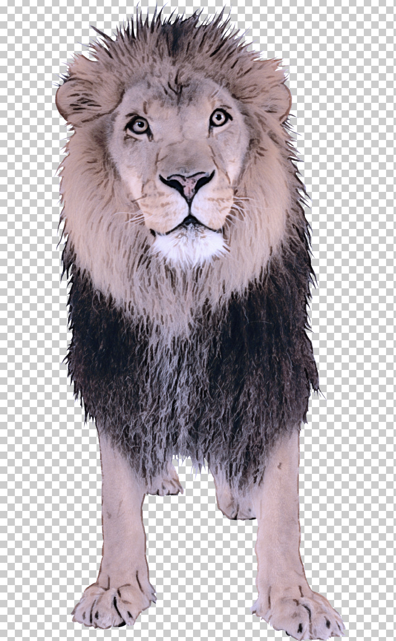 Lion Wildlife Animal Figure Masai Lion Snout PNG, Clipart, Animal Figure, Fur, Lion, Masai Lion, Snout Free PNG Download