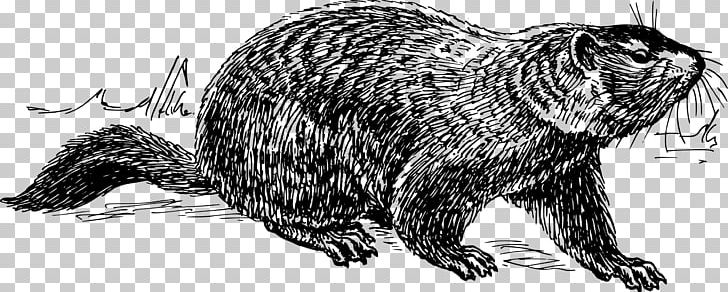 Groundhog Day The Groundhog PNG, Clipart, Artwork, Beaver, Black And White, Burrow, Carnivoran Free PNG Download