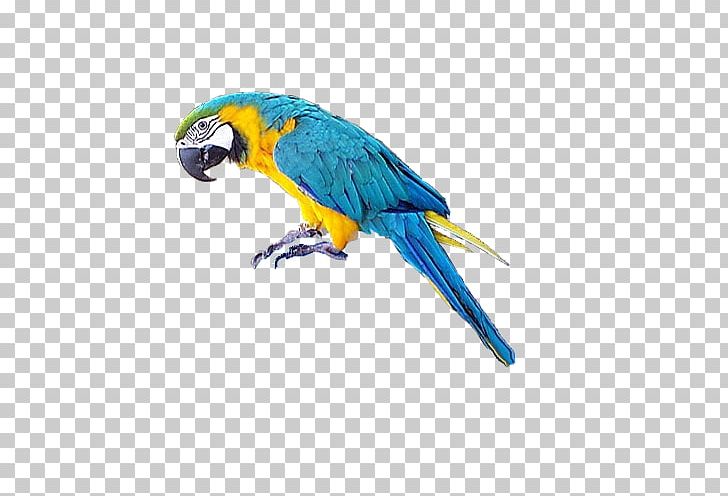 Parrot Bird Macaw PNG, Clipart, Animals, Beak, Bird, Clip Art, Common Pet Parakeet Free PNG Download