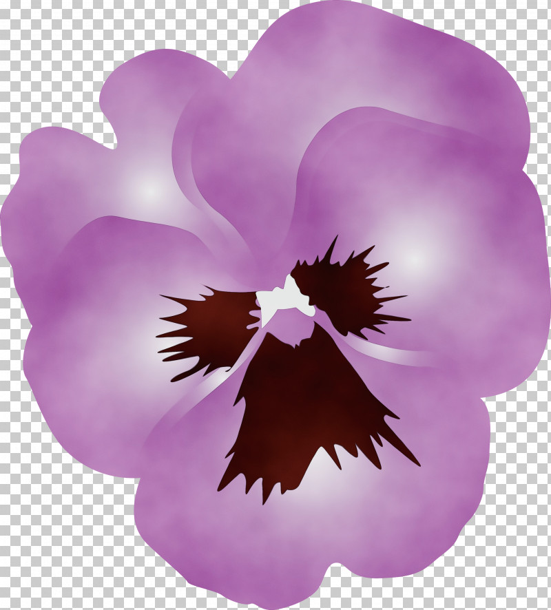 Violet Purple Petal Flower Plant PNG, Clipart, Cattleya, Flower, Magenta, Paint, Pansy Free PNG Download