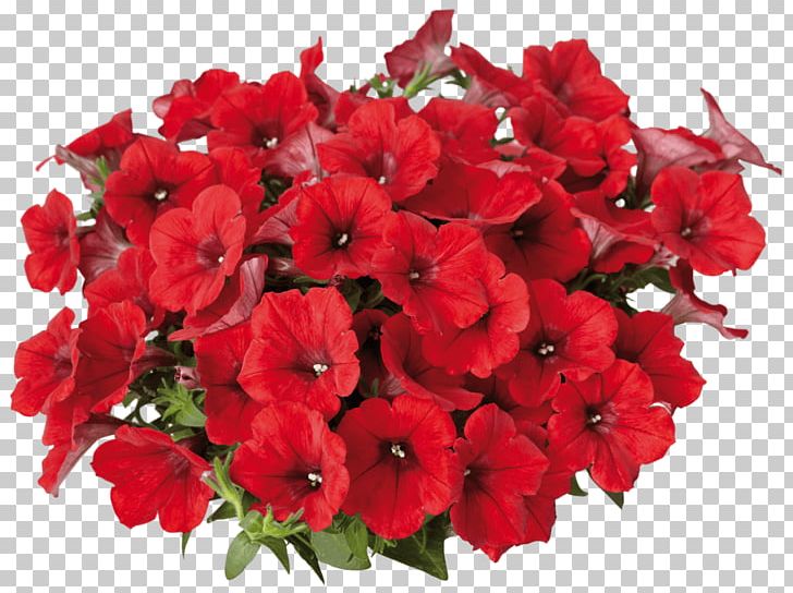 Petunia Surfinia Flower Annual Plant Color PNG, Clipart, Annual Plant, Bedding, Blossom, Color, Cultivar Free PNG Download